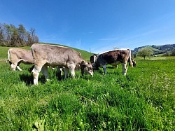 Kälber auf Weide