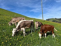 Rindfleisch Artgerecht ;Gibswil